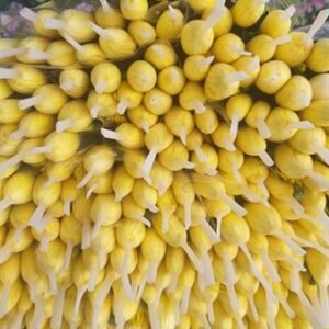 Cúc lưới - bó