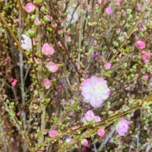 Đào Sakura Trân Châu - Bó